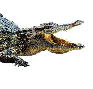 There was no thief in the house, but nine feet tall | घरात चोर नव्हे, आली नऊ फूट मगर There was no thief in the house, but nine feet tall | घरात चोर नव्हे, आली नऊ फूट मगर