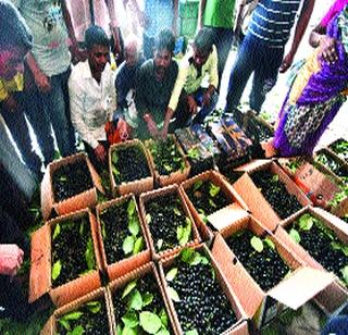 Goa's purple | गोव्यातील जांभळांची मुंबईवारी Goa's purple | गोव्यातील जांभळांची मुंबईवारी
