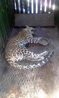 In a leopard search for the public: Farmer's recommendations | सावजच्या शोधात बिबट्या खुराड्यात : शेतकऱ्याचे प्रसंगावधान