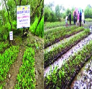 One lakh sown cultivators | पेणमध्ये १ लाख कांदळवनाची लागवड