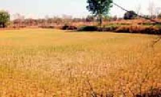 Weight loss injuries to Summer Prix | उन्हाळी धानपिकांना भारनियमनाचा फटका