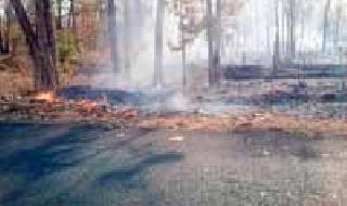 Tendu unit given to the wanted contractor | मर्जीतल्या कंत्राटदाराला दिले तेंदू युनिट Tendu unit given to the wanted contractor | मर्जीतल्या कंत्राटदाराला दिले तेंदू युनिट