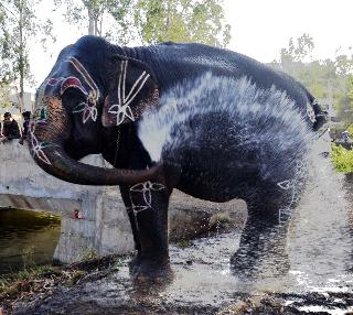 VIDEO: Bathing "Jaimala" to eliminate Summertime | VIDEO : उन्हाळ्याची काहिली दूर करण्यासाठी "जयमाला"चे स्नान