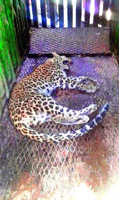 In a leopard search for shawk | सावजाच्या शोधात बिबट्या खुराड्यात In a leopard search for shawk | सावजाच्या शोधात बिबट्या खुराड्यात