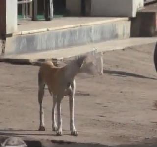 VIDEO: The dog is stuck with a neck stuck in the neck! | VIDEO : मानेत अडकलेली बरणी घेवून कुत्र्याने दिवसभर रस्त्यावरुन ठोकली धूम! VIDEO: The dog is stuck with a neck stuck in the neck! | VIDEO : मानेत अडकलेली बरणी घेवून कुत्र्याने दिवसभर रस्त्यावरुन ठोकली धूम!