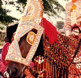 Dharmali | नवरदेवाला घेऊन घोड्याने ठोकली धूम Dharmali | नवरदेवाला घेऊन घोड्याने ठोकली धूम