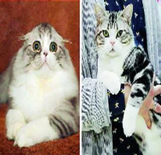 Catfight in Britain and Russia for the award | मांजरीला पुरस्कारासाठी ब्रिटन व रशियात ‘कॅटफाईट’ Catfight in Britain and Russia for the award | मांजरीला पुरस्कारासाठी ब्रिटन व रशियात ‘कॅटफाईट’