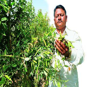 1 bar sown 2 times a day | 1 वेळा पेरणी 2 वेळा उत्पादन 1 bar sown 2 times a day | 1 वेळा पेरणी 2 वेळा उत्पादन