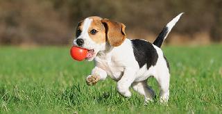 Bring Your Dog to Work | ब्रिंग यूवर डॉग टू वर्क Bring Your Dog to Work | ब्रिंग यूवर डॉग टू वर्क