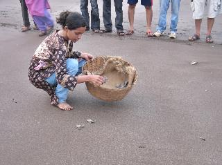 Race of springs | वेळासच्या वाळूत कासवांची शर्यत