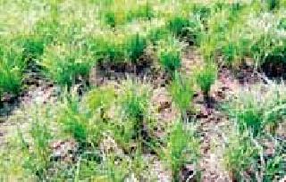 Speaking of farmers due to bogus rice seeds | बोगस धान बियाणांमुळे शेतकऱ्यांची बोळवण Speaking of farmers due to bogus rice seeds | बोगस धान बियाणांमुळे शेतकऱ्यांची बोळवण
