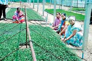 Vegetable nursery | भाजीपाल्याची रोपवाटिका Vegetable nursery | भाजीपाल्याची रोपवाटिका