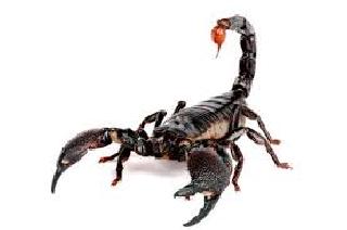 One thousand citizens scorpion bite | एक हजार नागरिकांना विंचू दंश One thousand citizens scorpion bite | एक हजार नागरिकांना विंचू दंश