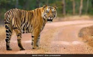 Threats to the forest guard for the four-way road! | अंबाबरव्यातील चोेरट्या मार्गासाठी वनसंरक्षकांना धमक्या! Threats to the forest guard for the four-way road! | अंबाबरव्यातील चोेरट्या मार्गासाठी वनसंरक्षकांना धमक्या!