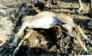 Black bucket death | काळवीटचा मृत्यू Black bucket death | काळवीटचा मृत्यू