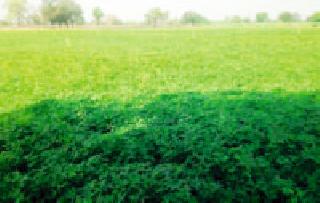 A record increase in groundnut prices in Mahagaon | महागावात भूईमुगाच्या क्षेत्रात विक्रमी वाढ A record increase in groundnut prices in Mahagaon | महागावात भूईमुगाच्या क्षेत्रात विक्रमी वाढ