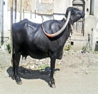 A beauty pageant for the buffaloes in Pakistan | पाकिस्तानात झाली म्हशीसाठी सौंदर्य स्पर्धा A beauty pageant for the buffaloes in Pakistan | पाकिस्तानात झाली म्हशीसाठी सौंदर्य स्पर्धा