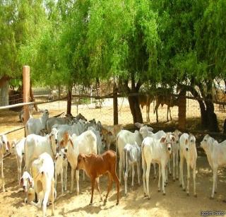 Cow cows, fodder cows for the idle bulls | भाकड गायी, निरुपयोगी बैलांसाठी गोवंश सेवा केंद्र Cow cows, fodder cows for the idle bulls | भाकड गायी, निरुपयोगी बैलांसाठी गोवंश सेवा केंद्र