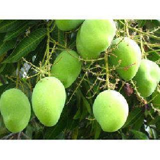 Carry out | कैरी बहार Carry out | कैरी बहार