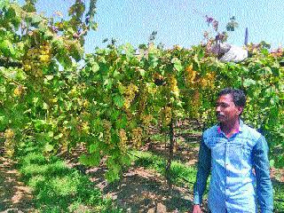 Grapefruit lower prices | द्राक्षाला नीचांकी भाव