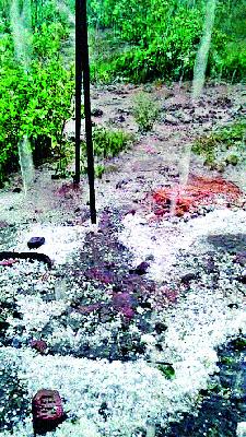 Suckheda, Chantara Storm Hail | सायखेडा, चांदोरीत वादळासह गारा