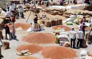 In the cage of accused producers | तूर उत्पादकच आरोपीच्या पिंजऱ्यात In the cage of accused producers | तूर उत्पादकच आरोपीच्या पिंजऱ्यात