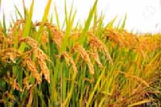 Kharif crops in 1.99 lakh hectare | १.९९ लाख हेक्टरमध्ये खरीप पिकांचे नियोजन