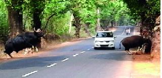 Animal wanderings in the water due to wild festivals | जंगली पाणवठे आटल्याने पाण्यासाठी प्राण्यांची भटकंती Animal wanderings in the water due to wild festivals | जंगली पाणवठे आटल्याने पाण्यासाठी प्राण्यांची भटकंती