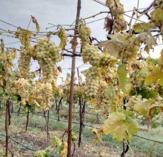 Nashik was blown with hailstorms | नाशिकला गारांच्या पावसाने झोडपलं Nashik was blown with hailstorms | नाशिकला गारांच्या पावसाने झोडपलं