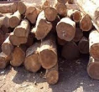 Illegal sewage stocks seized in Golgonda | आलेगावात अवैध सागवान साठा जप्त Illegal sewage stocks seized in Golgonda | आलेगावात अवैध सागवान साठा जप्त