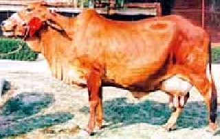 The cattle breeders will get 391 milch animals | पशुपालकांना मिळणार ३९१ दुधाळू जनावरे
