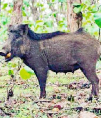 1,070 farmers have done damage to wild animals | वन्यप्राण्यांनी १,७०८ शेतकऱ्यांचे केले नुकसान