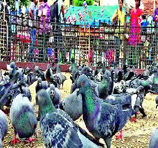 Perpendicularly - go away and leave it! | वेध - चल उड जा रे पंछी ये देस हुआ बेगाना!