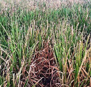 Cropped due to lack of power | विजेअभावी पिके लागली होरपळू Cropped due to lack of power | विजेअभावी पिके लागली होरपळू