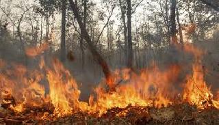 Thousands of acres of forest burns | हजारो एकरांवरील जंगल जळून खाक Thousands of acres of forest burns | हजारो एकरांवरील जंगल जळून खाक