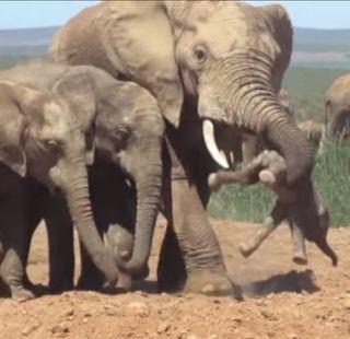 VIDEO: Hurtie picked up the puppy and thrown it | VIDEO: हत्तीने पिल्लाला उचलून भिरकावलं VIDEO: Hurtie picked up the puppy and thrown it | VIDEO: हत्तीने पिल्लाला उचलून भिरकावलं