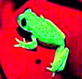 Sparkling glow in the dark | अंधारात चमकणारे बेडूक Sparkling glow in the dark | अंधारात चमकणारे बेडूक