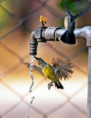 Thirsty thirst for life: | व्याकुळ जीवाची तहान :