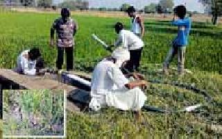 Running to save the farmers' paddy crop | शेतकऱ्यांची धान पीक वाचविण्यासाठी धावपळ Running to save the farmers' paddy crop | शेतकऱ्यांची धान पीक वाचविण्यासाठी धावपळ