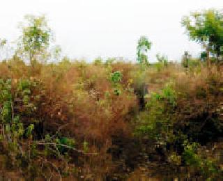 Umarzari medium project also has a problem of irrigation | उमरझरी मध्यम प्रकल्पातूनही सिंचनाची समस्या कायम