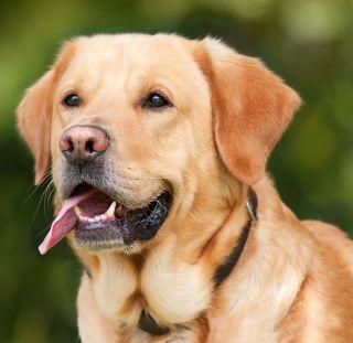 Pervert! "He" cooked the dog and ate it | विकृत ! "त्याने" कुत्रा शिजवून खाल्ला Pervert! "He" cooked the dog and ate it | विकृत ! "त्याने" कुत्रा शिजवून खाल्ला