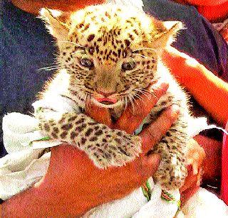 The 'She' calf dud of Wadhoo | वढू येथील ‘ती’ बछडी बिबट्याचीच The 'She' calf dud of Wadhoo | वढू येथील ‘ती’ बछडी बिबट्याचीच