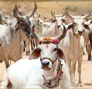 "This" punish the cow slaughter in the village, and reward the informer | "या" गावात गोहत्या करणा-याला दंड, तर माहिती देणा-याला बक्षिस "This" punish the cow slaughter in the village, and reward the informer | "या" गावात गोहत्या करणा-याला दंड, तर माहिती देणा-याला बक्षिस