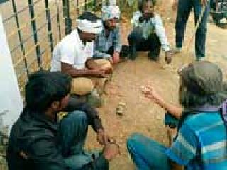 The rabbits, the four victims of the bomber were arrested | ससे, भोरीची शिकार करणाऱ्या चौघांना अटक The rabbits, the four victims of the bomber were arrested | ससे, भोरीची शिकार करणाऱ्या चौघांना अटक