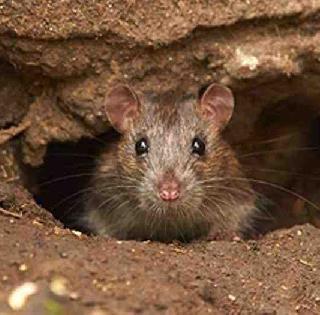 Mons are nine lakh liters of dhosali, strange police claim of Bihar Police | उंदरांनी ढोसली नऊ लाख लिटर दारू, बिहार पोलिसांचा अजब दावा Mons are nine lakh liters of dhosali, strange police claim of Bihar Police | उंदरांनी ढोसली नऊ लाख लिटर दारू, बिहार पोलिसांचा अजब दावा