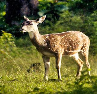 The war-torn battle to save tanhulya cradha | तान्हुल्या पाडसाला वाचविण्यासाठी हरिणीची जीवघेणी लढाई The war-torn battle to save tanhulya cradha | तान्हुल्या पाडसाला वाचविण्यासाठी हरिणीची जीवघेणी लढाई