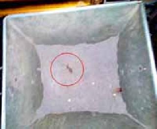 Sail of the Ambadevi Temple | अंबादेवी मंदिराच्या अंगारा पात्रात मेलेली पाल Sail of the Ambadevi Temple | अंबादेवी मंदिराच्या अंगारा पात्रात मेलेली पाल