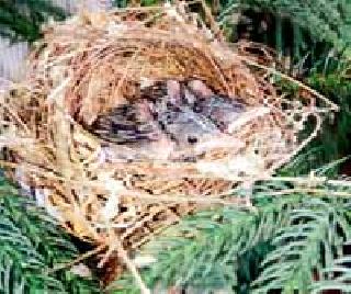 Initiatives are being made to provide bird-friendly facilities for the birds to survive in the summer. | उन्हाळ्यात पाण्यामुळे पक्ष्यांचा जीव जाऊनये, यासाठी पक्षीप्रेमी पाण्याची सुविधा व्हावी यासाठी पुढाकार घेत आहेत. Initiatives are being made to provide bird-friendly facilities for the birds to survive in the summer. | उन्हाळ्यात पाण्यामुळे पक्ष्यांचा जीव जाऊनये, यासाठी पक्षीप्रेमी पाण्याची सुविधा व्हावी यासाठी पुढाकार घेत आहेत.