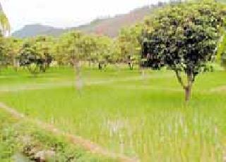 District Backyard | फलोत्पादनात जिल्हा माघारला District Backyard | फलोत्पादनात जिल्हा माघारला