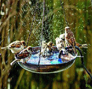 The danger of bird survival | पक्ष्यांचे अस्तित्व धोक्यात The danger of bird survival | पक्ष्यांचे अस्तित्व धोक्यात